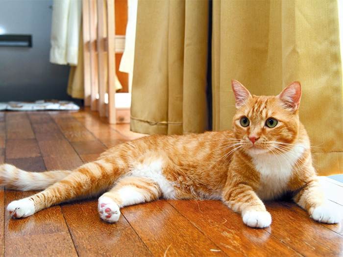 ピンクの肉球がキュートなジロー君