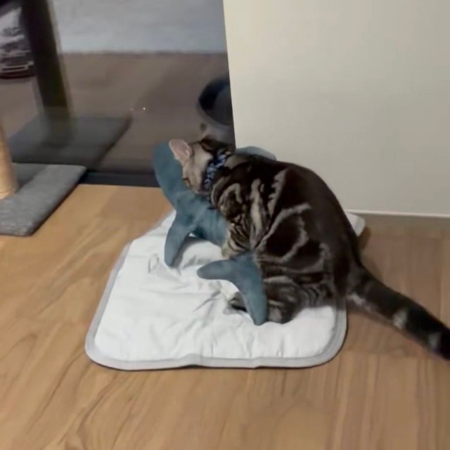 お気に入りの冷感敷きパッドの上にお友達のサメを招待するやくもくん（提供：元気な綿棒☁️アメショやくもさん）