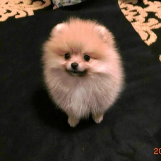 家にきたころの「こもも」