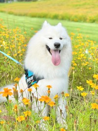お花畑が似合うソランちゃん＝サモエドのソラン soran the samoyedさん（@samoedsoran）提供