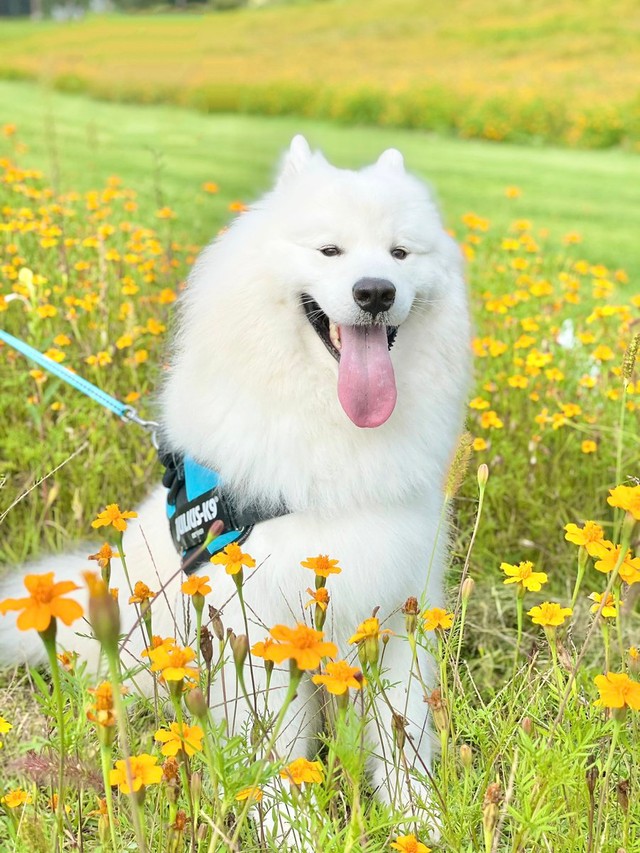 お花畑が似合うソランちゃん＝サモエドのソラン soran the samoyedさん（@samoedsoran）提供