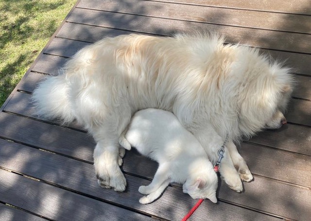 並んで仲良くお昼寝する姿に癒されます（たすけのかあさんTwitterより）