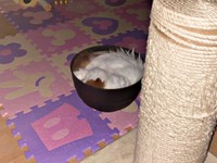 うどんのようになるときもーー器のなかで眠るもけちゃん（画像提供：もけもけ@エキゾチックロングヘアさん）