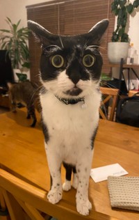 雷にビビるカン吉くん＝ふれあとカン吉さん（@flare20200523）提供