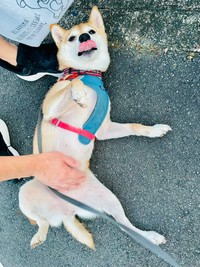 お腹を撫でてもらって、満足そうなはなこちゃん（画像提供：豆柴 はなこちゃん）