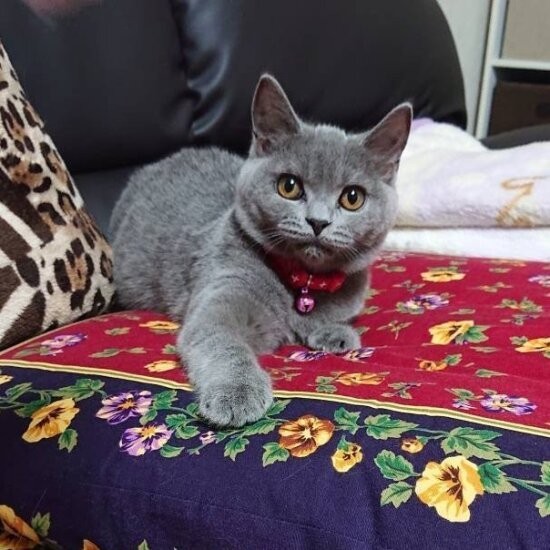 家にきたころの「むむこ」