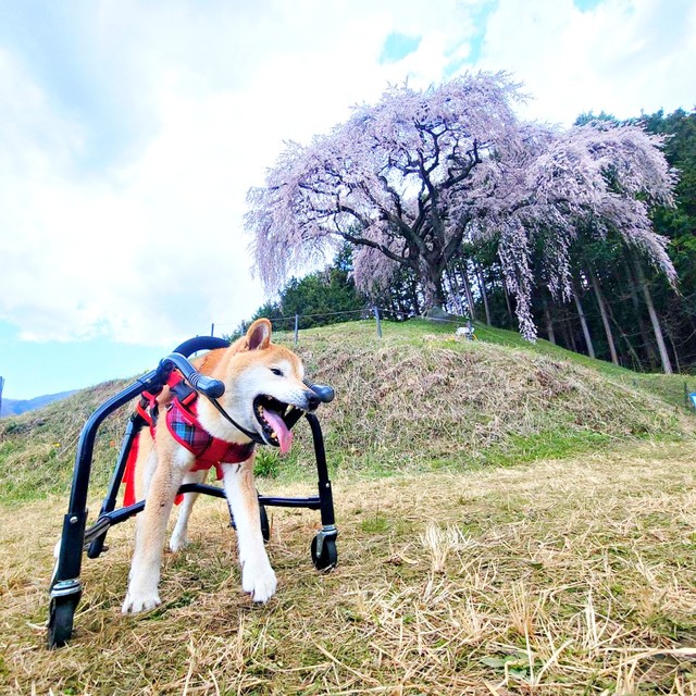 車椅子でお散歩中のティーくん。背後の桜の木と満面の笑みが素敵です（画像提供：柴のティーさん）