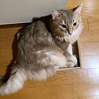 小さな箱に収まる凛ちゃん（画像提供：石油王さん）