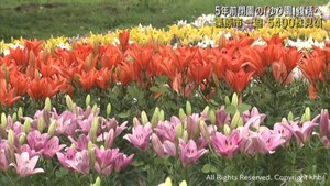 宮城・栗原市の一迫ゆり園復活を目指す　試験栽培のユリが見頃