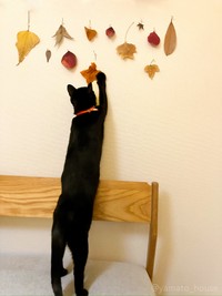 チョイチョイ…落ち葉狩りニャ～（画像提供：yamato houseさん）