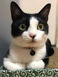 すくすくと成長し、美ニャンになった初ちゃん（画像提供：はっちゃんムーさん）