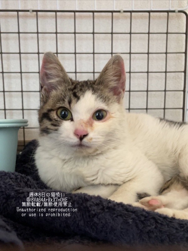 少しずつふっくらとしてきたねこさん（画像提供：週休8日の猫吸いさん）