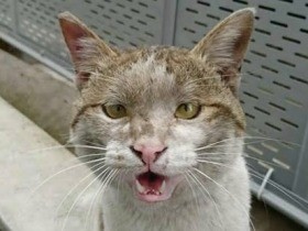 職場に現れた薄汚れた大きな猫「でか丸」　上司は捨てろと言った