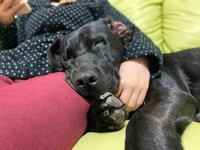 くっついていると飼い主さんもエマちゃんも暖かい。大型犬ならではの幸せ＝黒ラブのエマさん（@emma_kurolab）提供