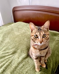 じっと見つめ合うだけで何を言っているのか分かる