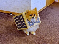 「段ボール犬」時代のニコリちゃん（画像提供：ニコリ （ポメラニアン）さん）