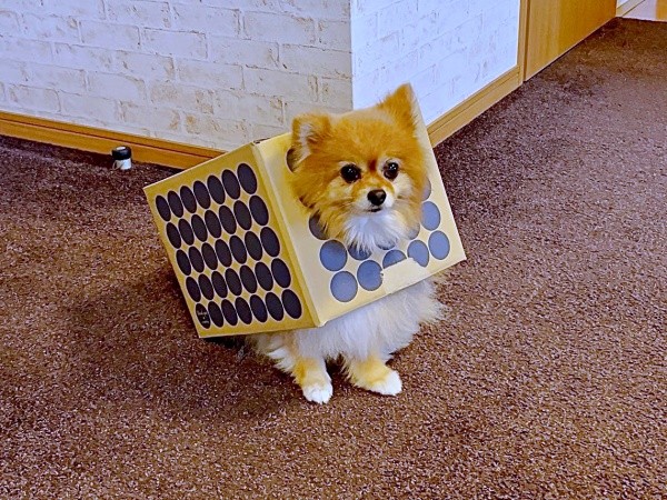 「段ボール犬」時代のニコリちゃん（画像提供：ニコリ （ポメラニアン）さん）