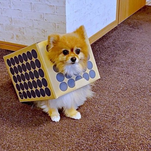 「段ボール犬」時代のニコリちゃん（画像提供：ニコリ （ポメラニアン）さん）