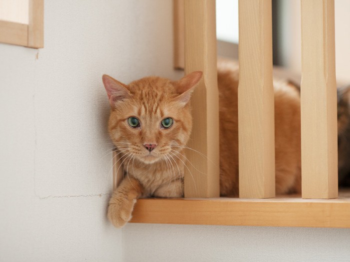 「おじさん、家でお昼食べて行こうなんて考えてないよね」（小林写函撮影）