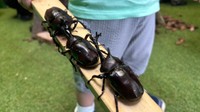 夏休みに楽しめる！笠岡市で「わくわくムシバッカ王国2026」7月17日から 岡山