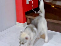 着地に成長したやちよちゃん（画像提供：やちよ Huskyさん）