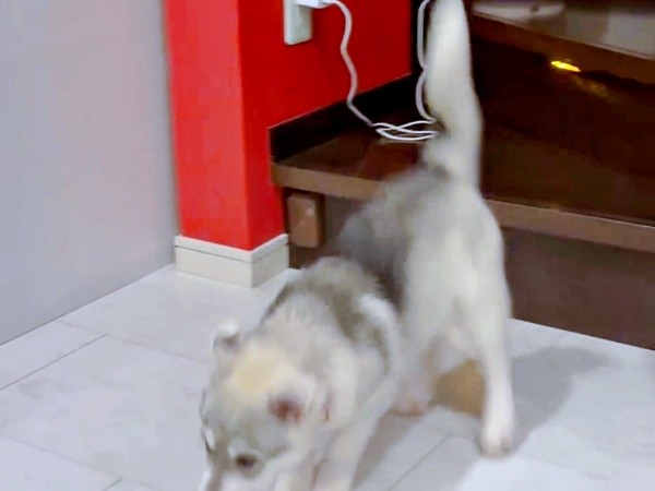 着地に成長したやちよちゃん（画像提供：やちよ Huskyさん）