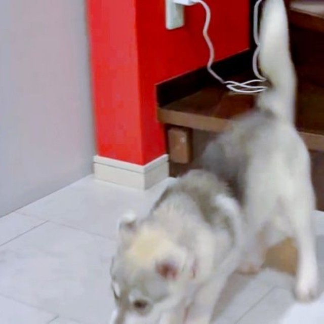着地に成長したやちよちゃん（画像提供：やちよ Huskyさん）