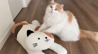 ひたすらふみふみする猫ちゃんのお名前はスコティッシュフォールドのレモンくん。かわいい“職人技”にネット民も釘付け（猫のレモンちゃんねるさん提供・Twitter動画よりキャプチャ撮影）