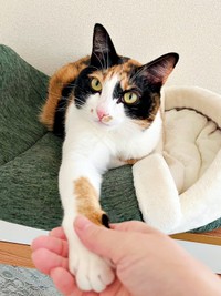 握手会、開催！ ファンサービスに余念がないてぃらのちゃん（画像提供：てぃらのさん）