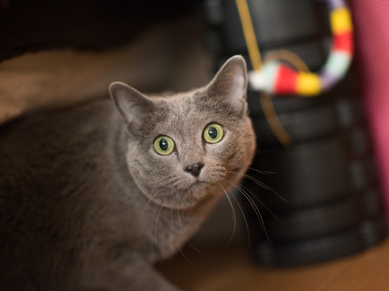 「お帰りですか？じゃあもう隠れなくていいかな」（小林写函撮影）