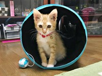 ちいちゃんのお気に入りのトンネル（画像提供：ちーちゃん-Mari-うるちゃんさん／Instagram）