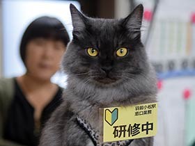 駅で保護された迷い猫「しょこら」　利用客にも愛され駅長に昇進
