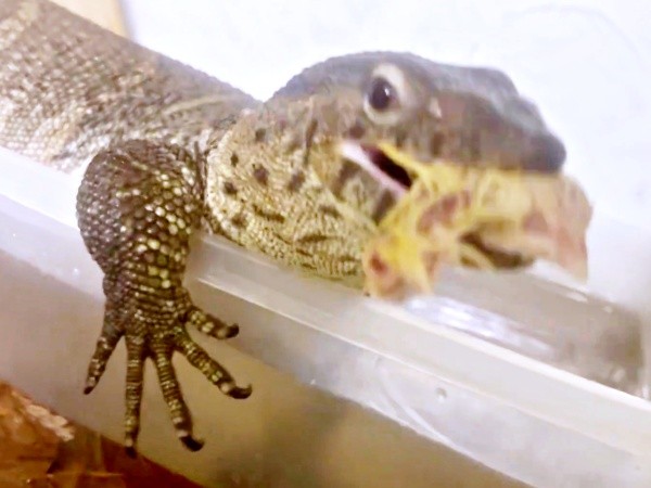 捕まって激おこ…！ でもごはんは別とばかりに食べるトカゲ（画像提供：トギさん）