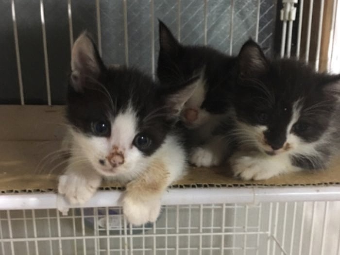 左がハマチ「私、兄弟に比べて手がかからなかったのよ」