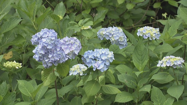 ハート形のアジサイも　「あじさいロード」が看板設置で映えスポットに　香川・東かがわ市