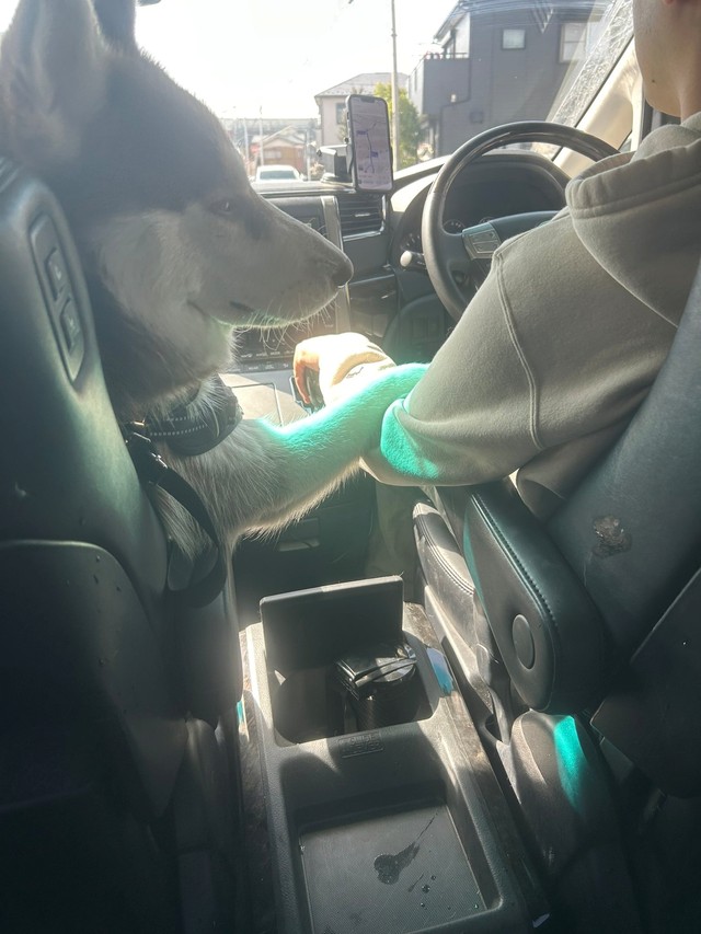 キリッとしたドヤ顔でドライブを楽しむロズくん