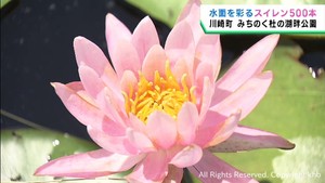 スイレンが見頃　水面に映る水鏡も楽しめる　宮城・みちのく杜の湖畔公園