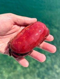脚を収納したアカマンジュウガニ。まんじゅうのような見た目でカニに見えない（でんかさん提供）