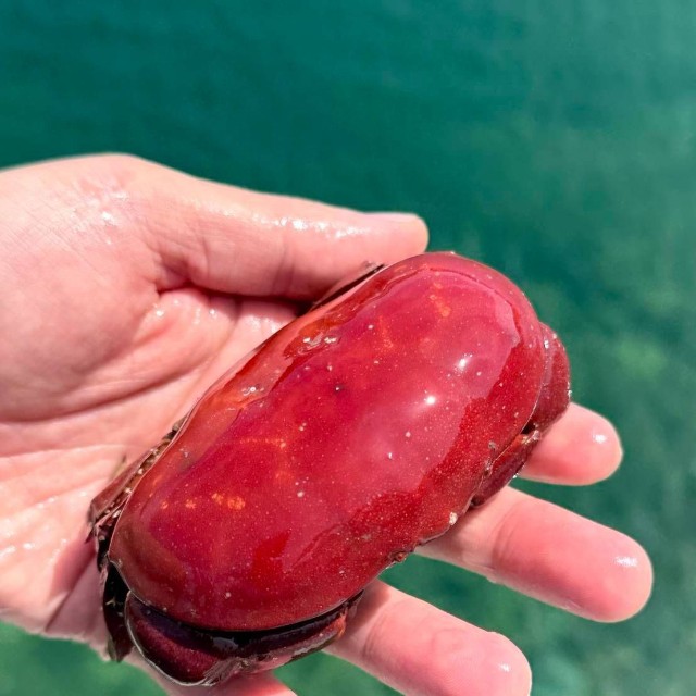 脚を収納したアカマンジュウガニ。まんじゅうのような見た目でカニに見えない（でんかさん提供）