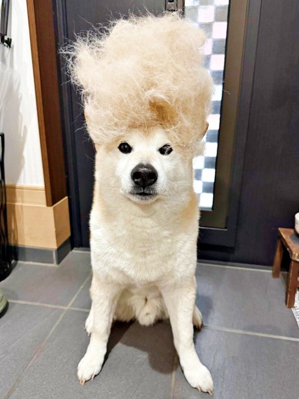 抜けた毛を頭に乗せてすんとする福丸くん（画像提供：福丸さん）