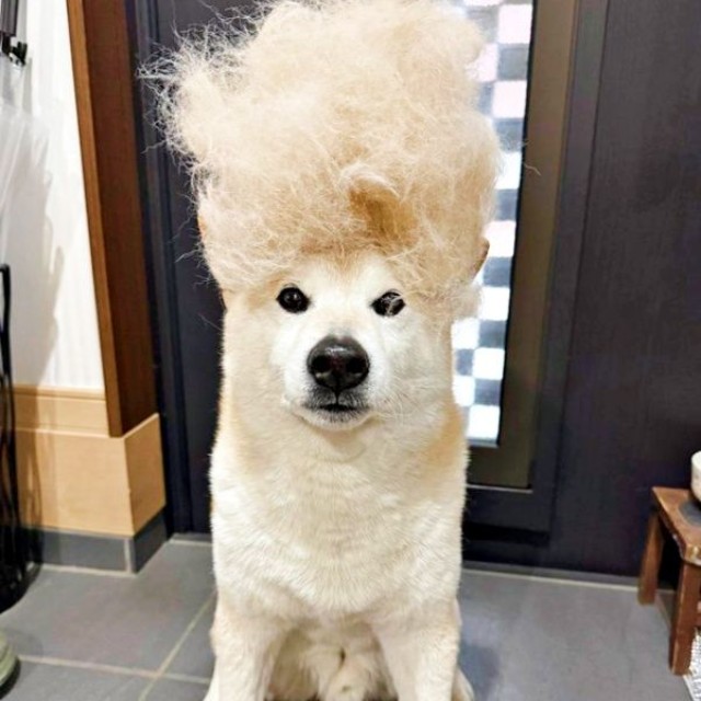 抜けた毛を頭に乗せてすんとする福丸くん（画像提供：福丸さん）