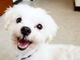 パナソニック保護犬猫譲渡会　一般社団法人SORA小さな命を救う会から参加予定の犬たち（１） 