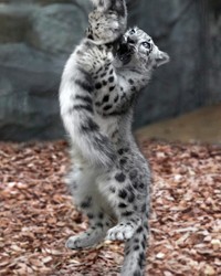 おてんばヒカリちゃんのダイナミックな動きに注目です（RIKUさん提供）