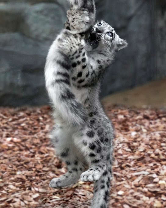 おてんばヒカリちゃんのダイナミックな動きに注目です（RIKUさん提供）