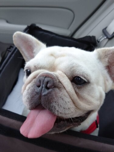 家にきたころの「メイ」