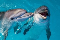 写真はイメージです（natasnow／stock.adobe.com）