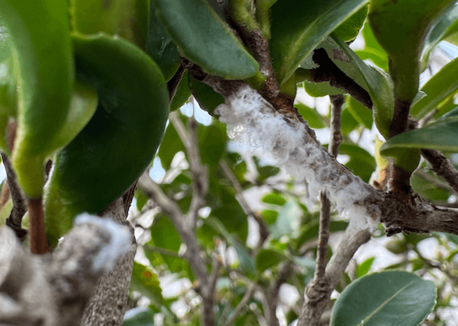 全国で大量発生中の外来害虫「チュウゴクアミガサハゴロモ」の産卵痕（画像：筆者撮影）