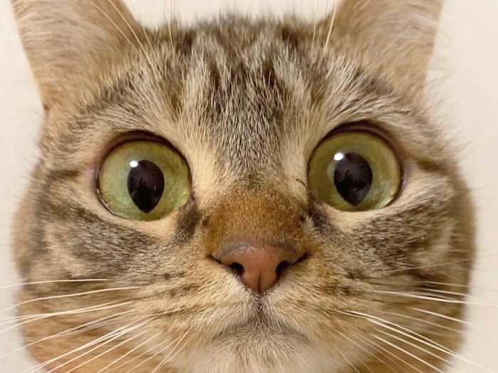 「まん丸お目々が可愛いでしょ」