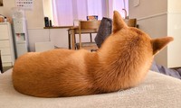 現在は後ろからみても両耳立っています　画像提供／犬さん