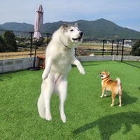 右は柴犬、左は何かな？（提供：おこめつぶさん）